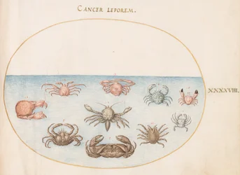 Shellfish, c.1575-80