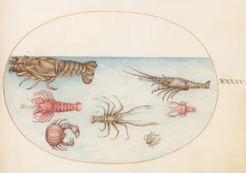 Shellfish, c.1575-80