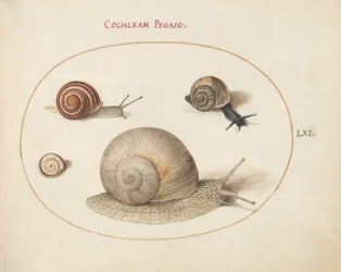Snail, c.1575-80