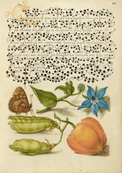 Speckled Wood, Talewort, Garden Pea, and Lantern Plant