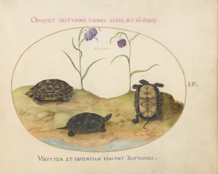 Turtle, c.1575-80