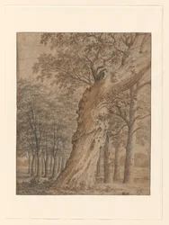 Old Oak in a Forest