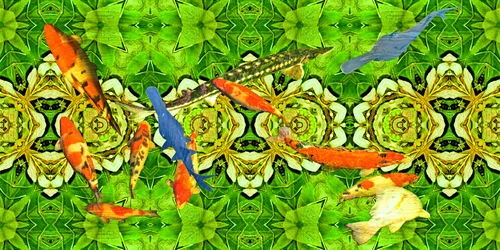 Creatures: Koi Carp Fish Under Water Garden 3