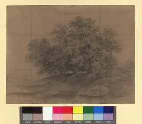 Group of Trees - with Enlargement Grid