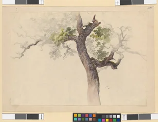 Study of a Tree