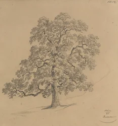 Tree Study from Wall