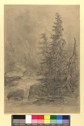 Mountain Stream with Conifer Trees