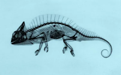 Historical X-ray of a Crested Chameleon (Trioceros cristatus) 1896