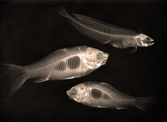 X-ray Study of Two Goldfish and a Saltwater Fish