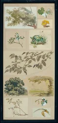 Studies from Nature