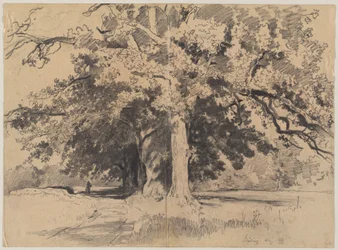 Tall Trees near Böding