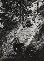 Album "Meine weltkriegs - Erinnerungen South-West Front (Carinthia, Italy, South Tyrol) 31/03/1915-12/11/1918 - Josef Zohles Wien": Army mules along a steep descent