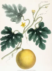 Colocynth, from Illustrations of Medical Botany