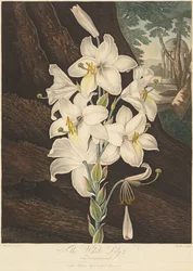 The Temple of Flora, or Garden of Nature: White Lily with Variegated Leaves