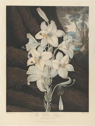 The White Lily with Variegated-Leaves, 1800, from Robert John Thornton, the 