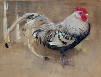 The Spangled Cock