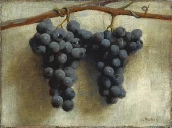 Grapes