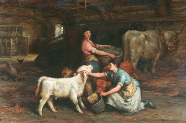 Feeding The Calves