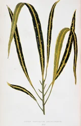 Croton Leaf Variegatum Angustifolium. Botanical Board in "Plants with Colorful Foliage. Collection of the Most Remarkable Species Used to Decorate Gardens, Greenhouses and Apartments, by Edward Joseph Lowe and W. Howard, Members of the London Horticultural