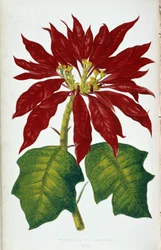 Flower and Leaves of Poinsettia Pulcherrima. Botanical Board in 