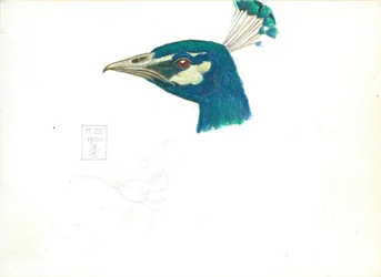 Head of a Peacock, 11 IX, 1900