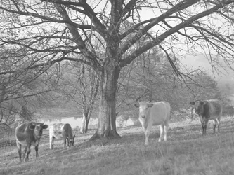 A group of cows in a field with a lake in the background