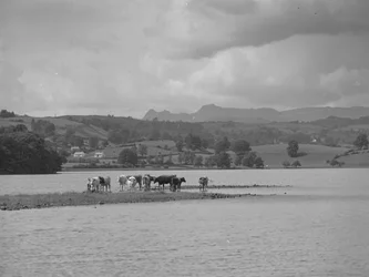 A group of cows standing on a sandbank in Esthwaite Water