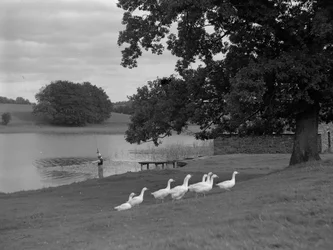 A man standing on grass bank next to lake fishing, flock of geese in foreground