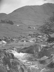 A view of a horse and two cows grazing near a stream with fells in the background