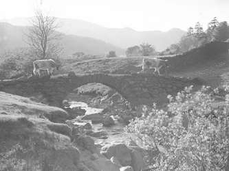 Cows walking over a stone bridge with stream beneath