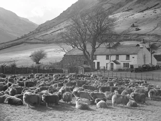 Field of Sheep in Front of Farmhouse