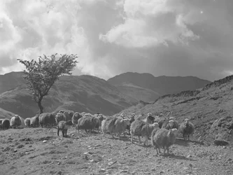 Flock of Sheep with Fells in Background