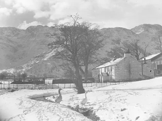 Geese in foreground next to small stream with snow-covered ground all around and buildings in background