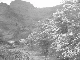 River with blossom trees lining bank and Langdale Pike in background