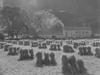 Stooks of corn in foreground with farmhouse in background