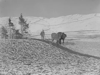 Two horses ploughing in the Lune Valley