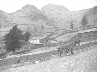 Two Horses Ploughing with Single Farm Worker