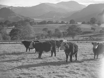 Young cows in a field with lake and hills in background