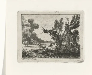 Pollard Willows