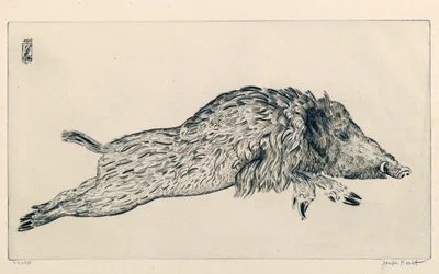 Wild Boar (Le Sanglier)