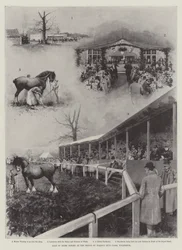 Sale of Shire Horses at the Prince of Wales