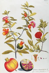 Pomegranate (Punica granatum) from Icones plantarum medicinalium, Vienna