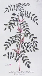 True indigo (Indigofera tinctoria) by Joseph Jacob von Plenck, from Icones plantarum medicinalium, Vienna