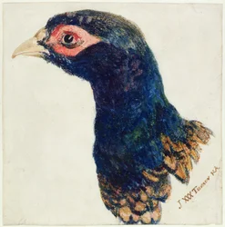 Cock Pheasant, The Farnley Book of Birds, c. 1816