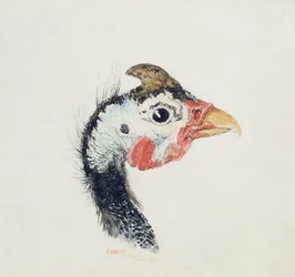 Guinea Fowl, from The Farnley Book of Birds