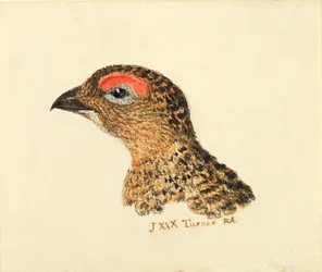 Head of Grouse, from The Farnley Book of Birds, c.1816