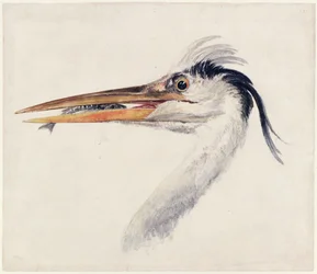 Heron, from The Farnley Book of Birds, c.1816