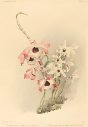 Dendrobium Hybridium Venus and Dendrobium Hybridium Cassiope