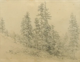 Noble Fir