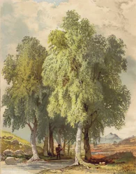 Group of Birches